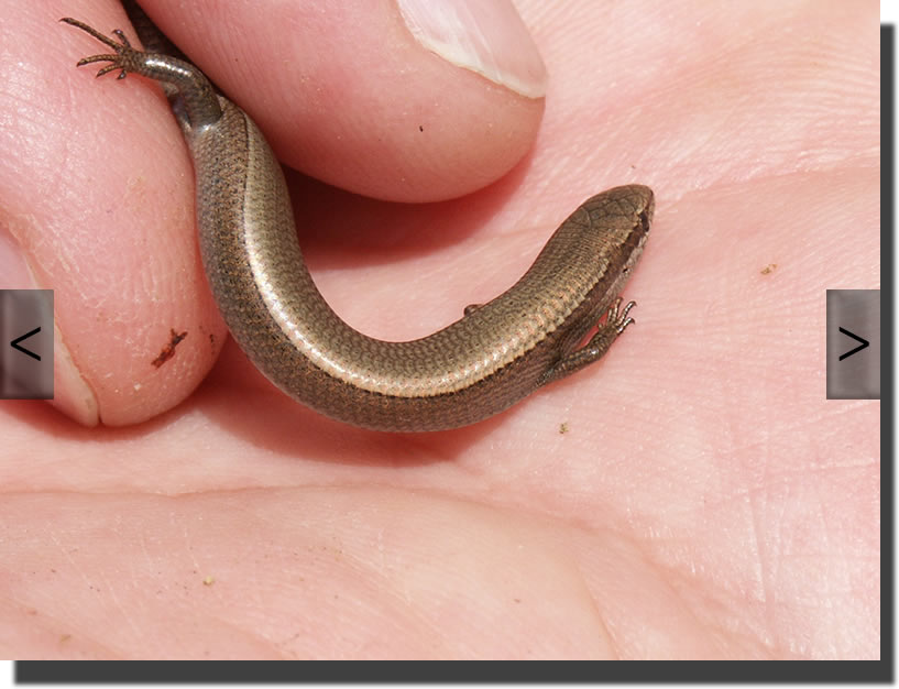 Ablepharus kitaibeli